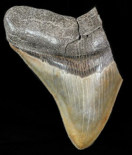 Partial, Serrated, Fossil Megalodon Tooth #47598